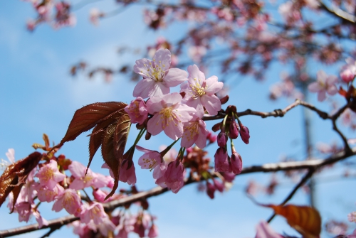 桜開花情報