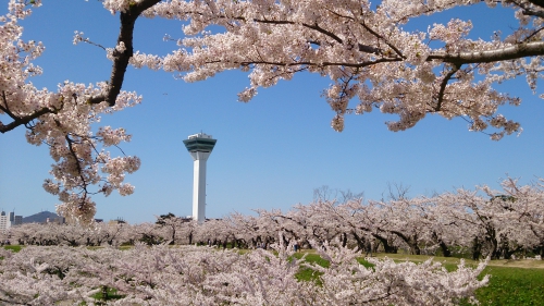 函館・登別 桜開花情報について