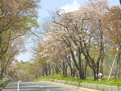 函館・登別 桜開花情報について